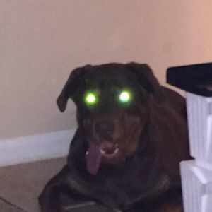 Meet your Posher, Robert